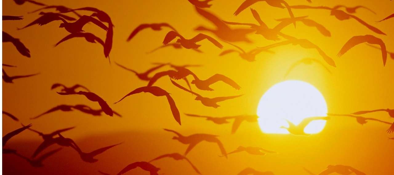 We are a carbon-neutral company