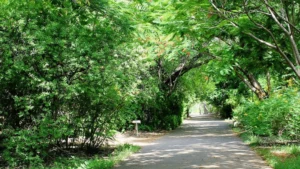 Theosophical Society